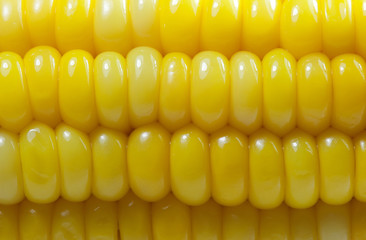 Fresh corn