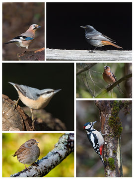 Planche esp&egrave;ces oiseaux