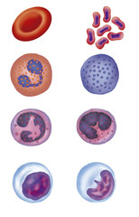 elementos de la sangre