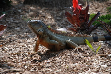 USA, Miami, jardin botanique, palmier, arbre, fleur