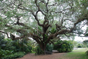 USA, Miami, jardin botanique, palmier, arbre, fleur