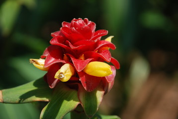 USA, Miami, jardin botanique, palmier, arbre, fleur