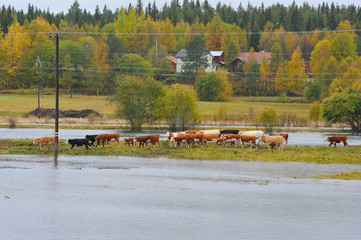 Hochwasser