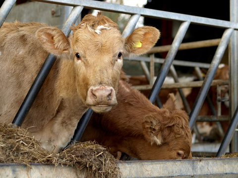 A Young Jersey Cow in Cowshed