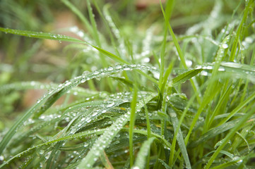 herbe03