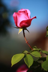 Rose flower in garden with blue sky background