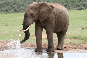 Fototapeta na wymiar Elephant Spraying Water
