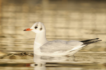 black-headed gull