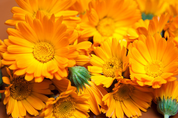macro of various yellow flowers as background