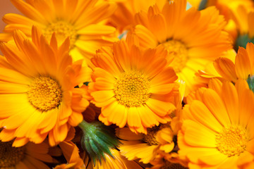 macro of various yellow flowers as background