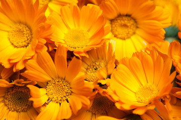 macro of various yellow flowers as background