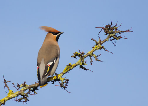 Waxwing with a blue sky background