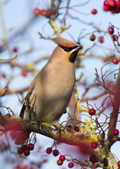 Waxwing