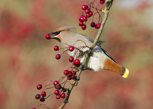 Waxwing eating a Hawthorn berry