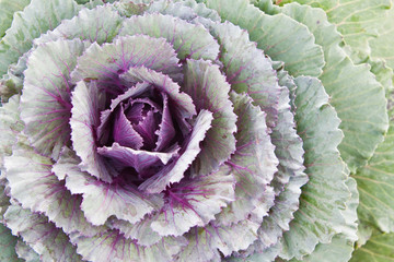 Ornamental cabbage