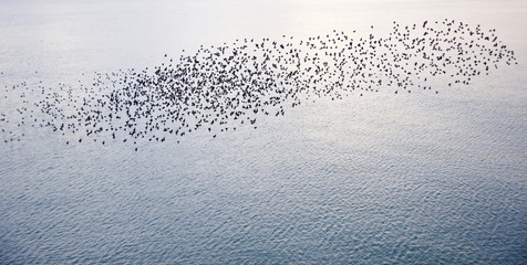 Natural migration of European starlings in murmuration
