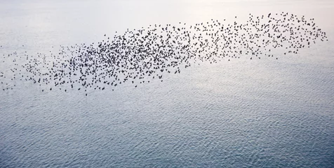 Fototapete Vögel Natural migration of European starlings in murmuration  © veneratio