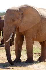Obraz premium Elefant in Südafrika