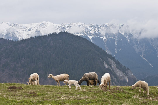 sheep to pasture