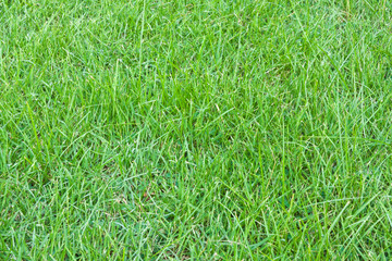 Green Grass Close-up
