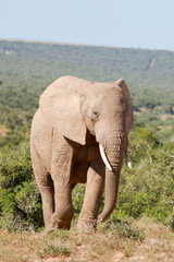 Fototapeta na wymiar Elefant in Südafrika