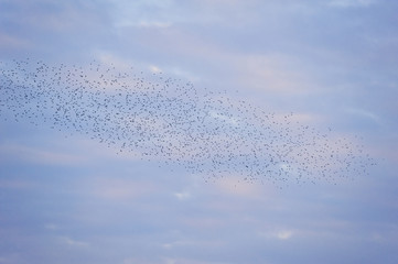 Natural migration of European starlings in murmuration