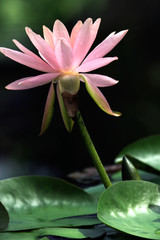 Pink water lily portrait