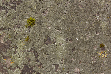 Mossy Lichen Macro