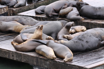 Seelöwen am Pier 39 in San Francisco
