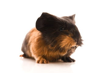 baby guinea pig