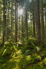 Fototapeta na wymiar Sun rays through forest