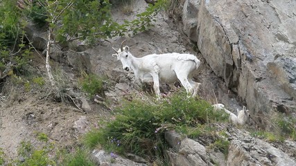 Dall Sheep mother lamb ledge P HD 1558