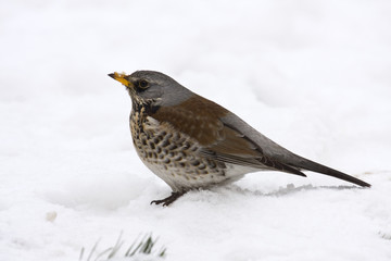 Song Thrush (Turdus philomelos)