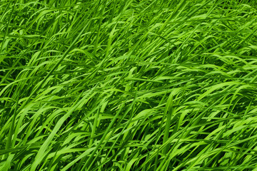 Rice field background