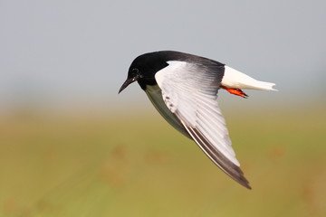 White winged black tern