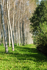pioppeto alberi 1426