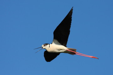 Black-winged Stilt