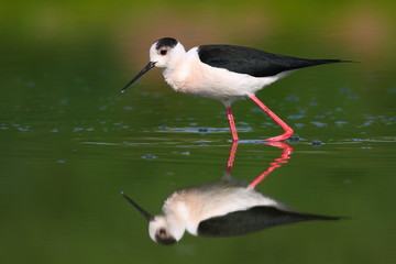 Black-winged Stilt