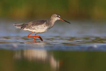 Spotted redshank