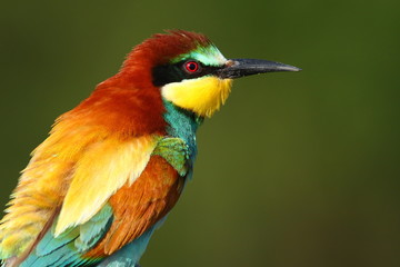 Bee eater