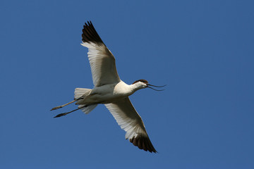 avocet