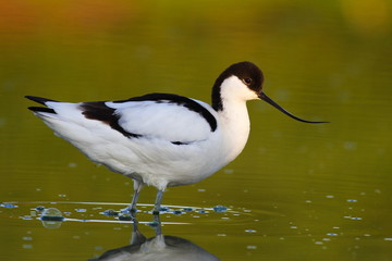 Avocet