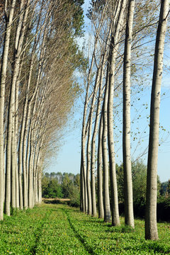 pioppeto alberi 1422