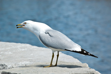 Fototapeta na wymiar Screeching Ring-billed Gull on a Rock