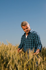 Examining ripe wheat field