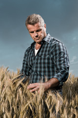Naklejka na ściany i meble Farmer has care of his wheat field