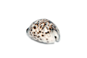 sea shell on white background