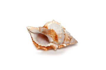 decorative sea shells on a white background