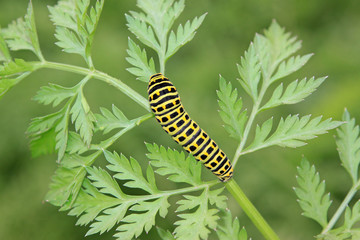 butterfly larva in a leaf