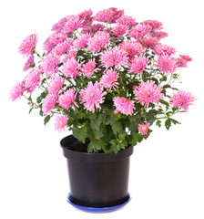 pink chrysanthemum